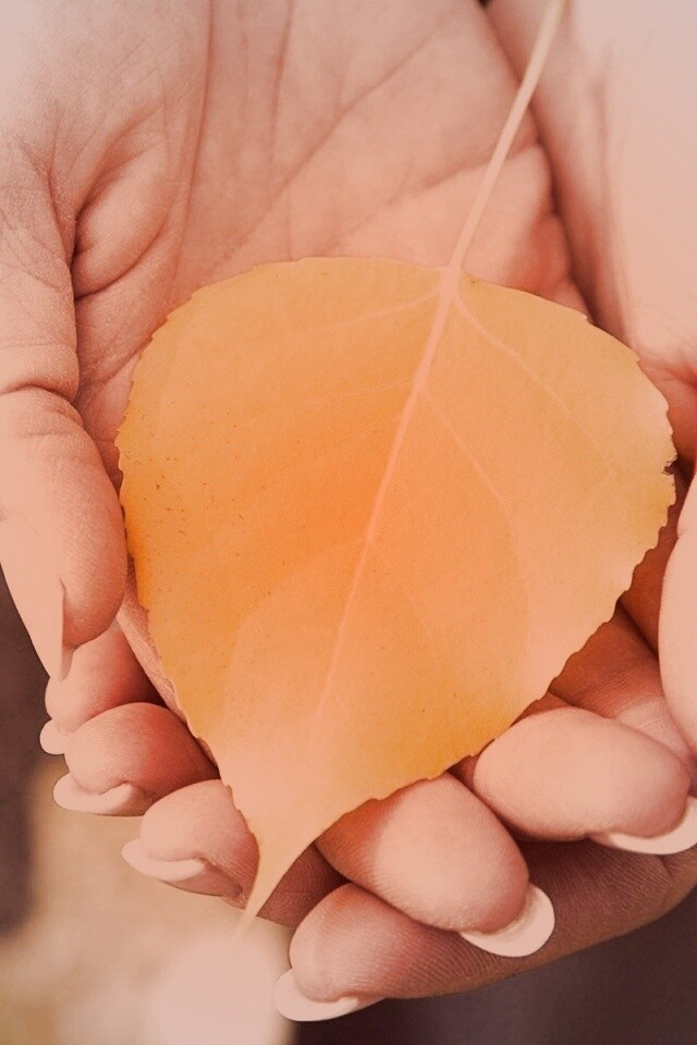 Осенний лист в руках обои