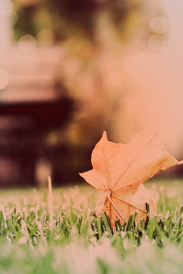 Зеленый лист на траве обои