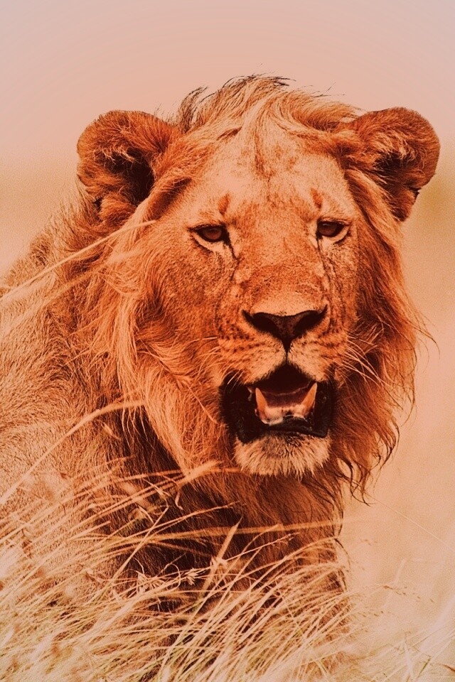 Ярко оранжевый лев обои
