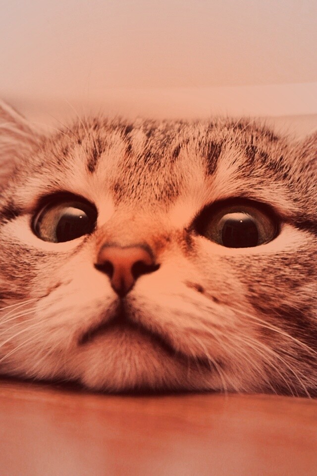 Любопытный котейка обои