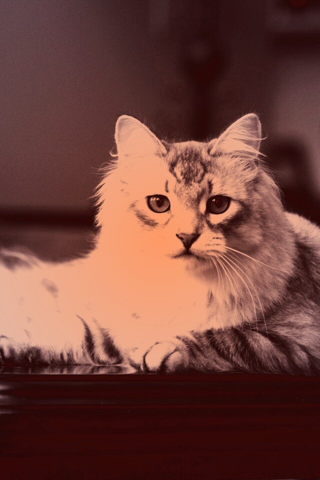 Кот благородных кровей обои