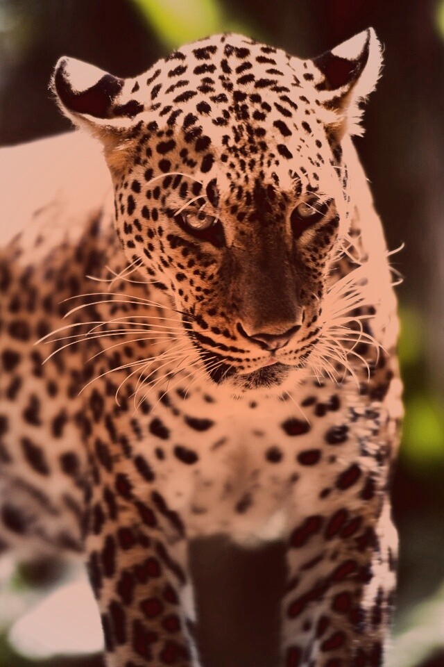 Леопард в сингапурском зоопарке обои