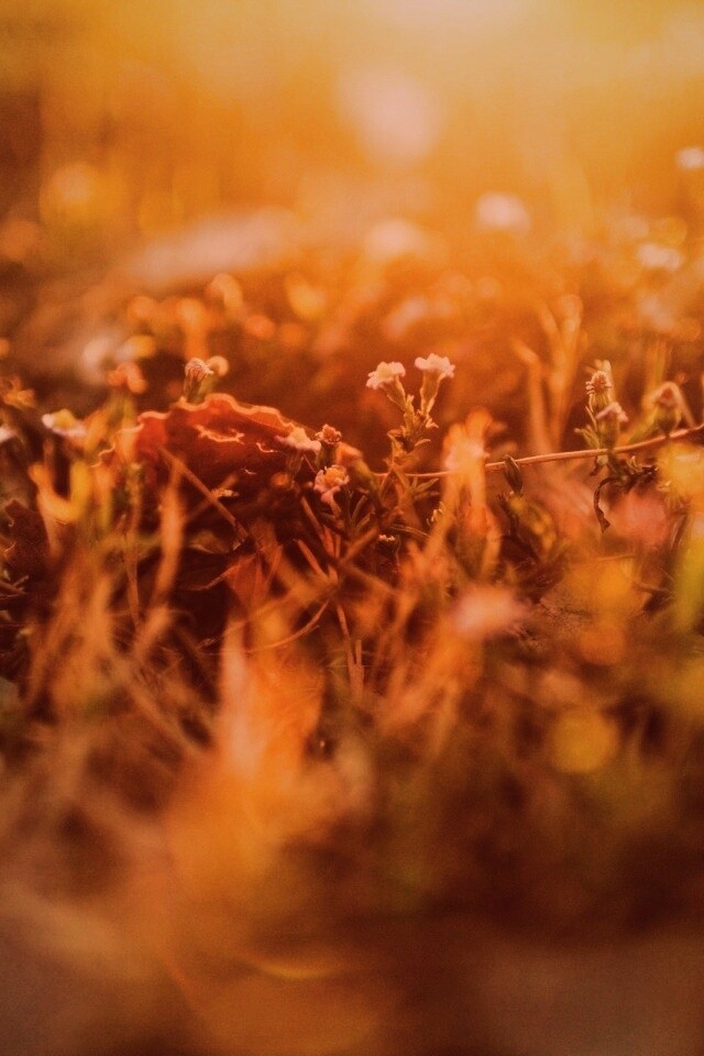 Полевые цветы в закатном солнце обои