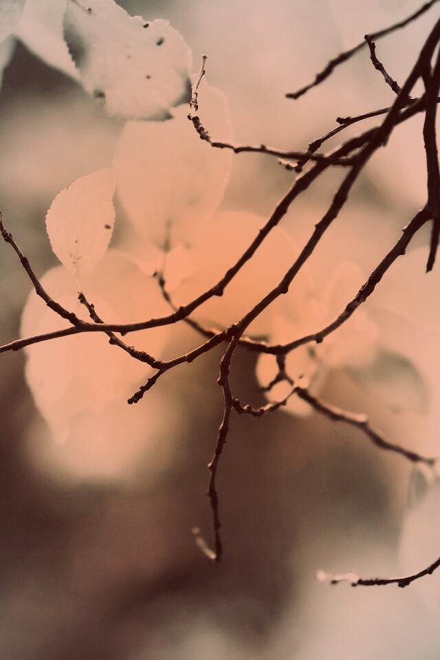 Осенние ветки без листьев обои