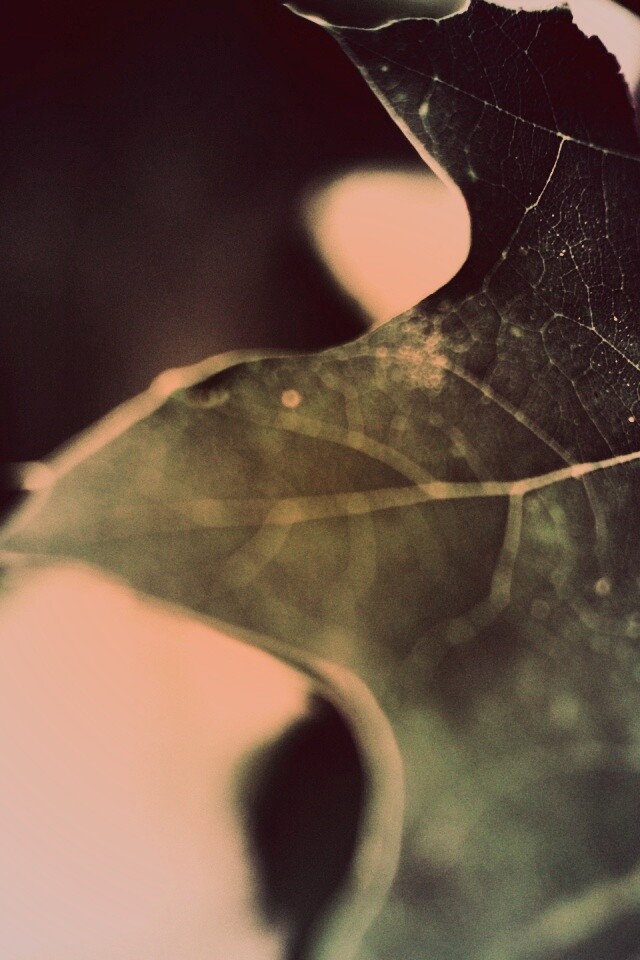 Темно-зеленый лист в макро обои