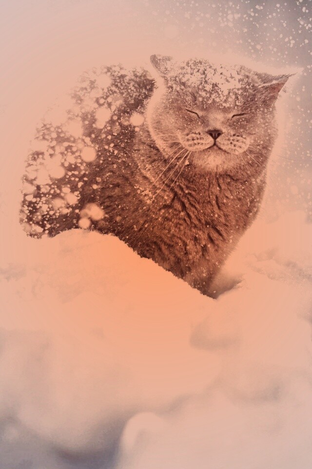 Британце в снегу обои