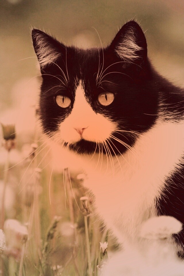 Кот в одуванчиках обои