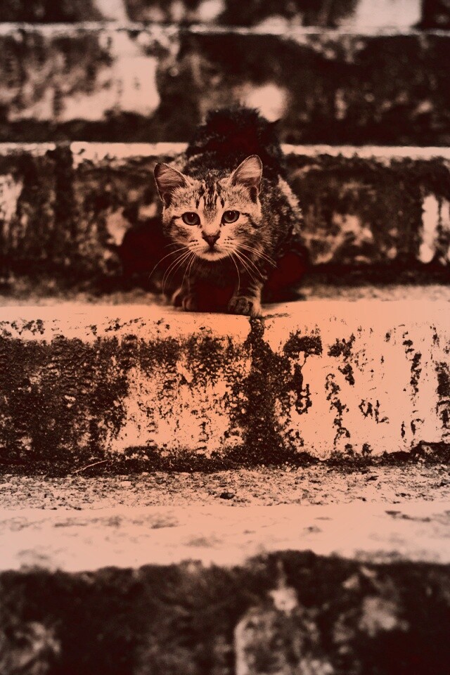 Растрепанная кошка на ступеньках лестницы обои