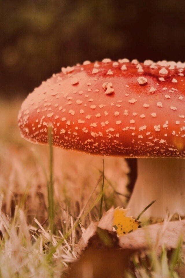 Мухомор обои
