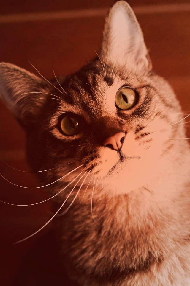 Котейка обои