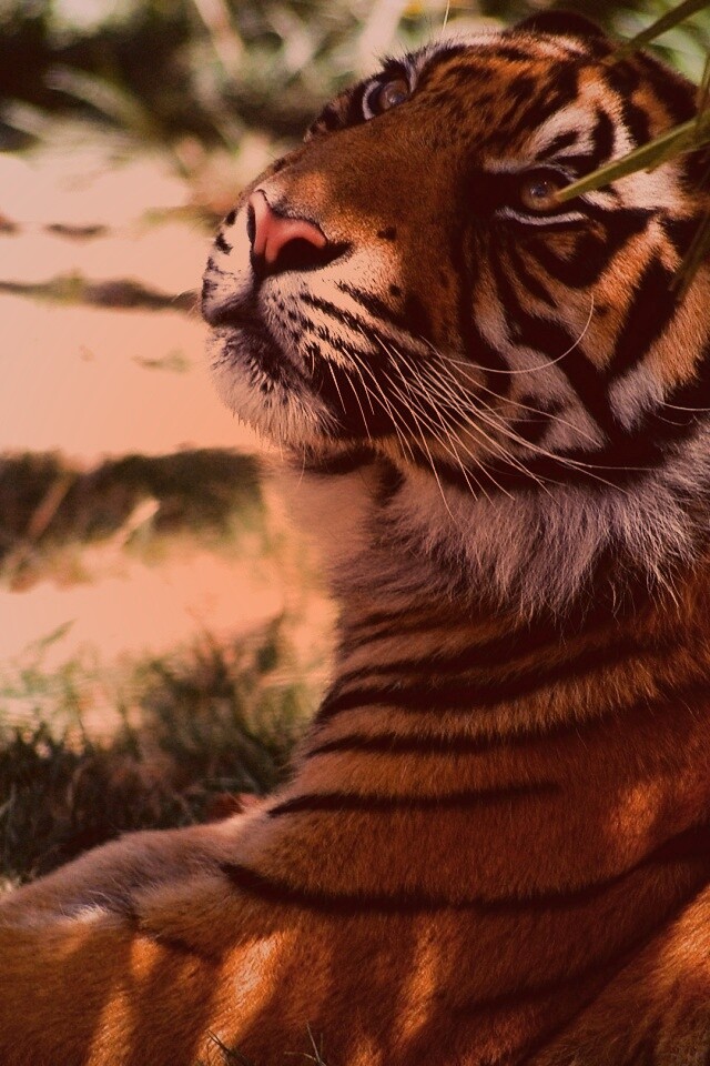 Отдыхающий в теньке хищник обои