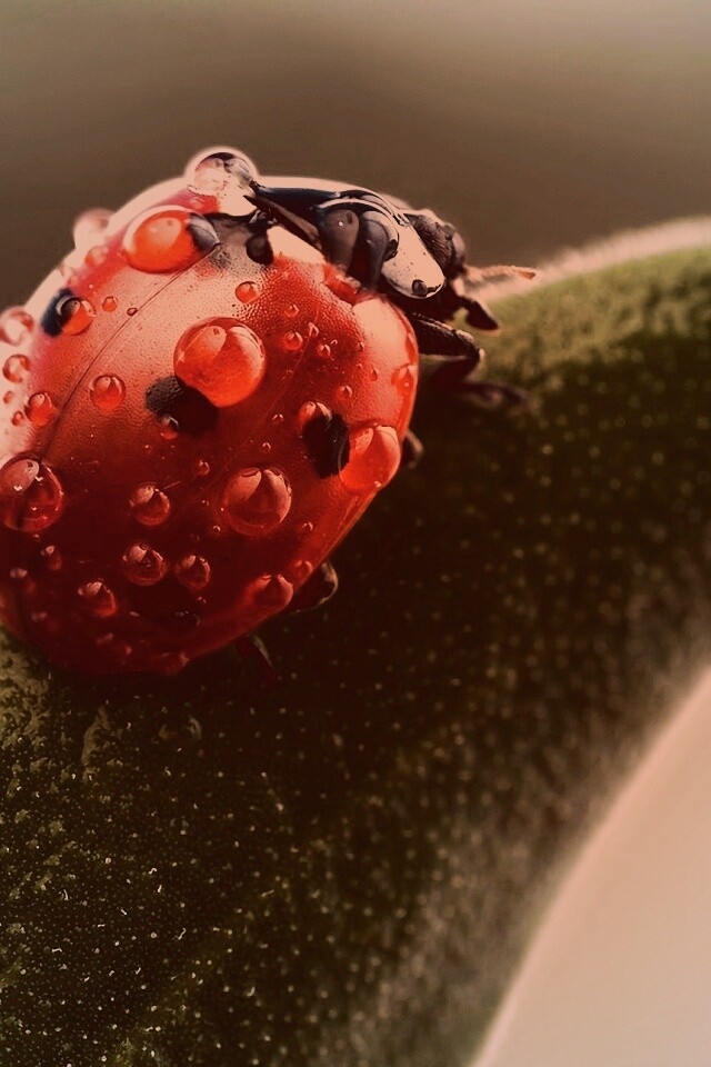 Божья коровка в макро обои