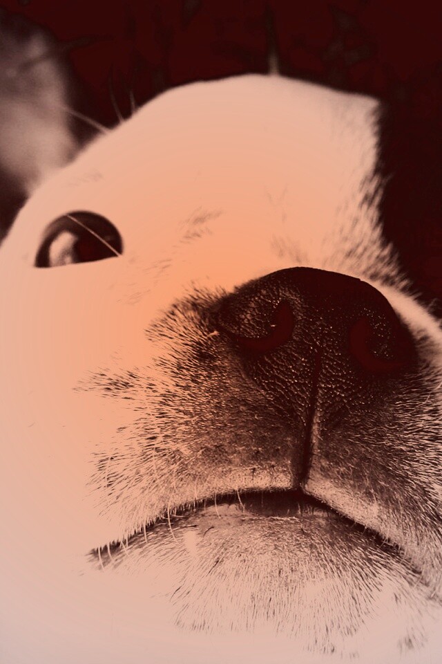 Бостонский терьер обои