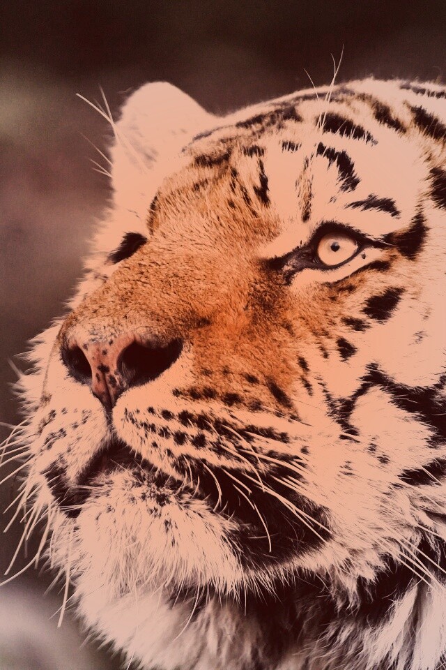 Амурский тигр обои