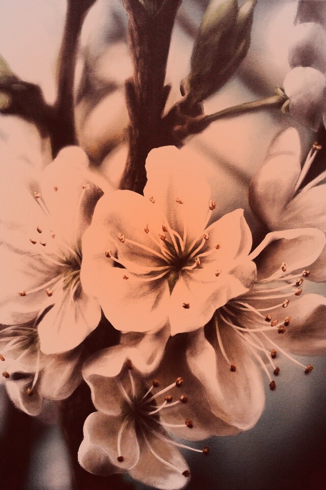 Яблоня в цвету картина обои