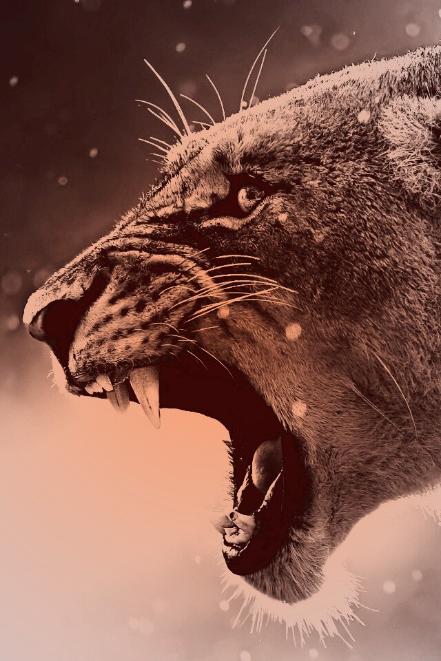 Грозный львиный рык обои