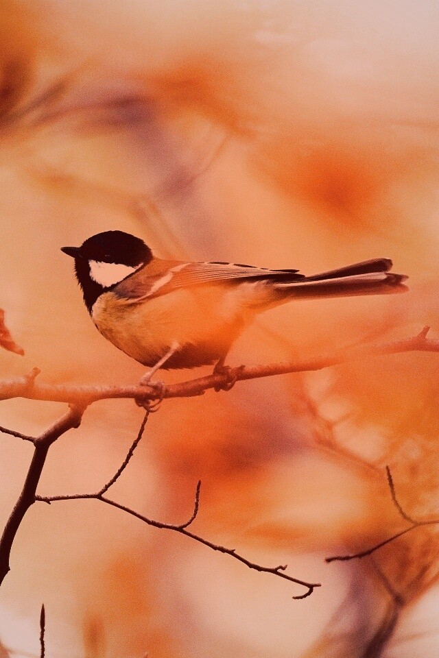 Синичка в желтой листве обои