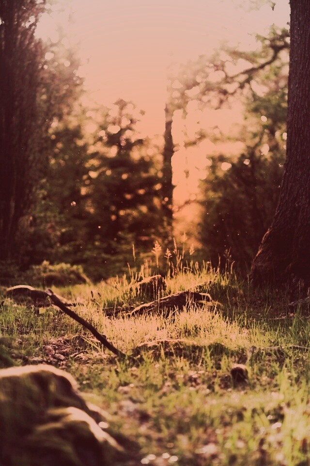 Лето в лесу обои