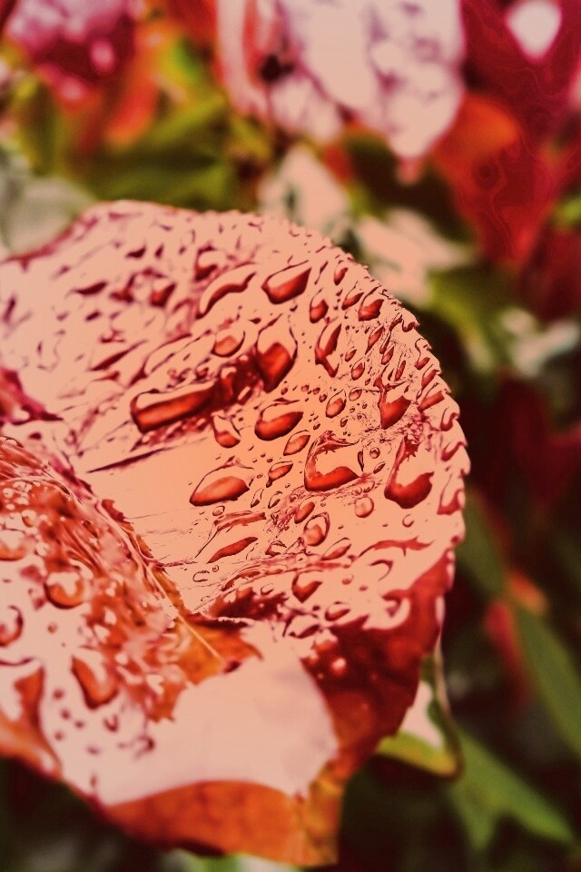 Красный лист в каплях воды обои