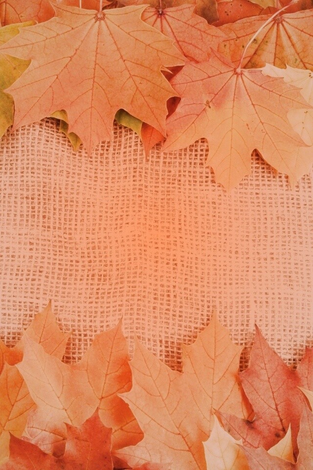 Желтые кленовые листья на холсте обои