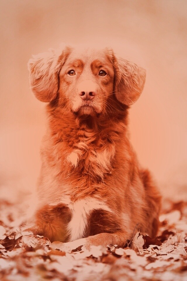 Осенний пес обои