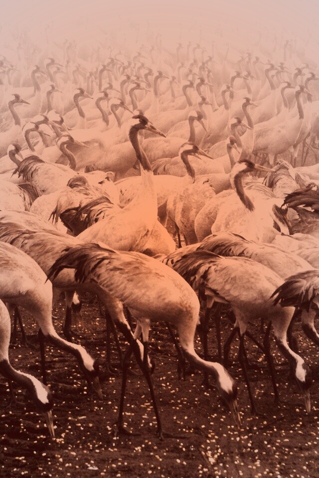 Журавли обои