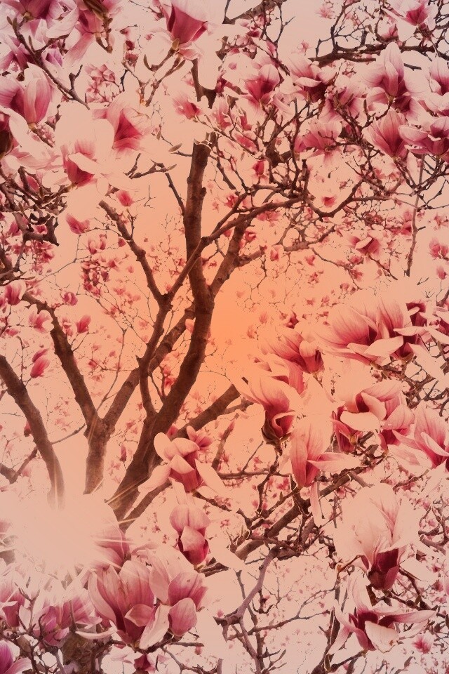 Магнолия обои