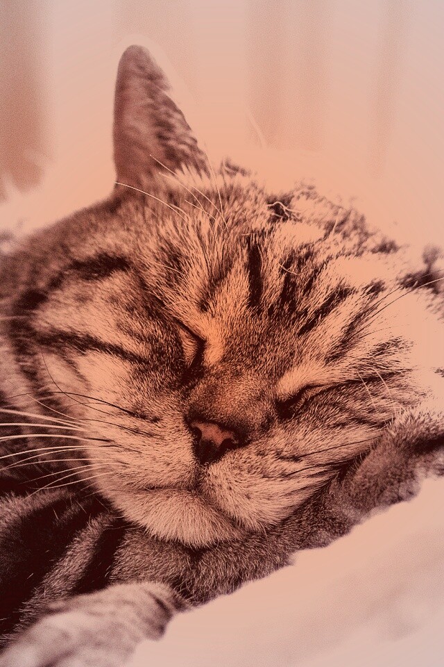 Спящий кошак обои