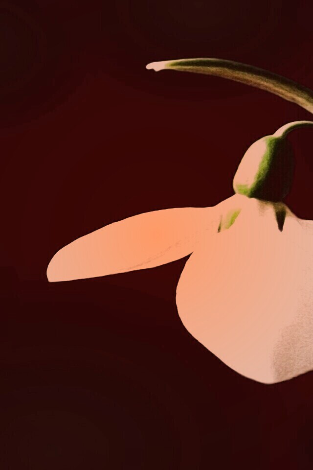 Белый цветок обои