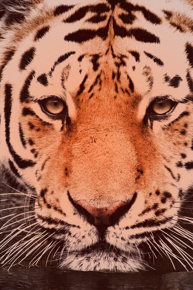 Купание тигра обои