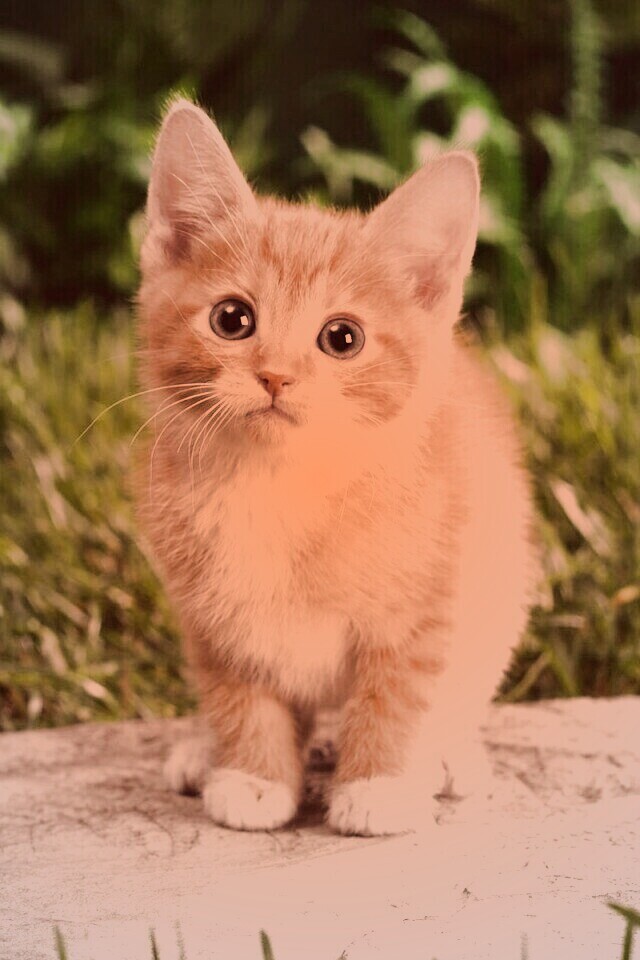 Котенок в саду обои