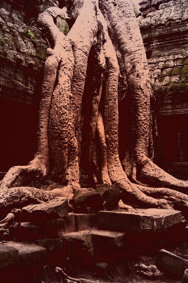 Мощные корни обои