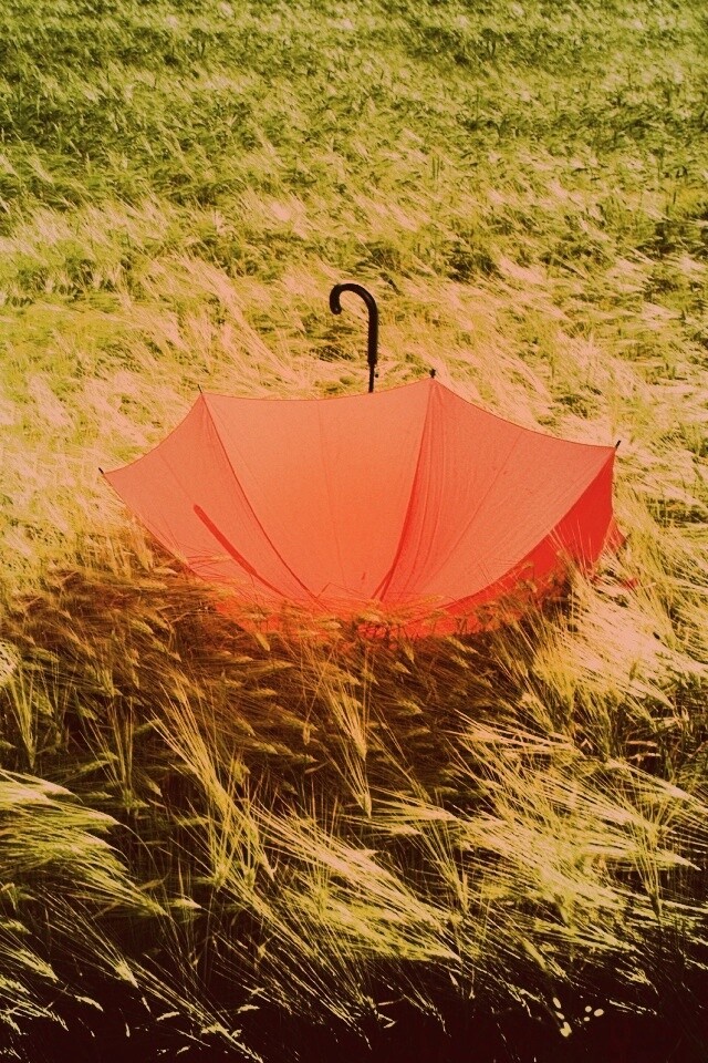 Зонт на траве обои