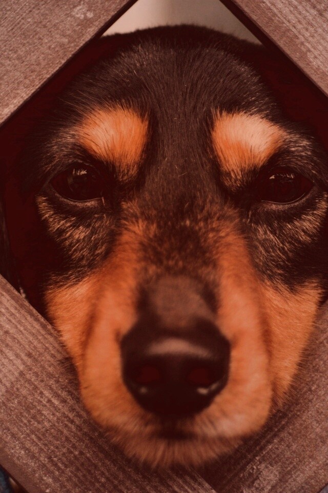 Мордочка в заборе обои