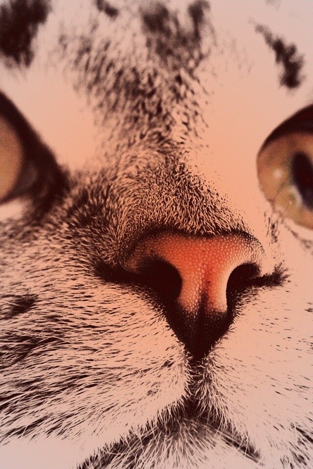 Кошачья мордочка обои