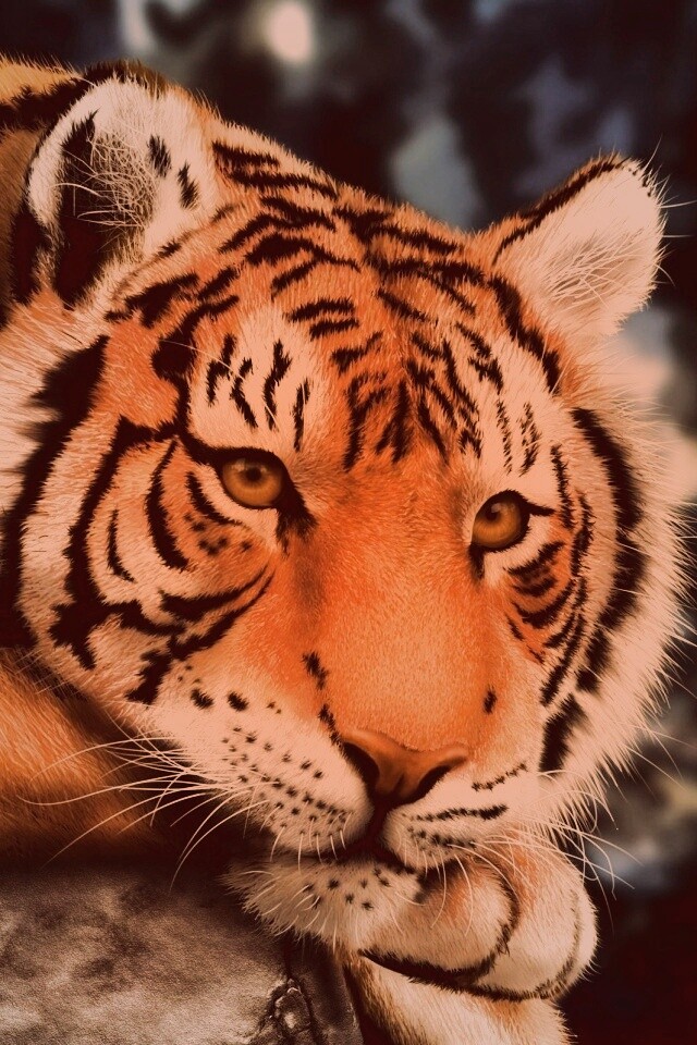 Грустный тигра обои