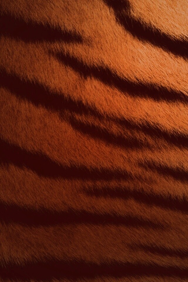 Шкура тигра обои