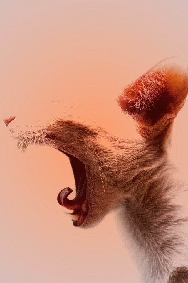 Кошака-зевака обои