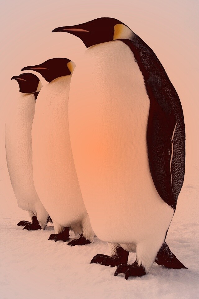 Слет пингвинов обои