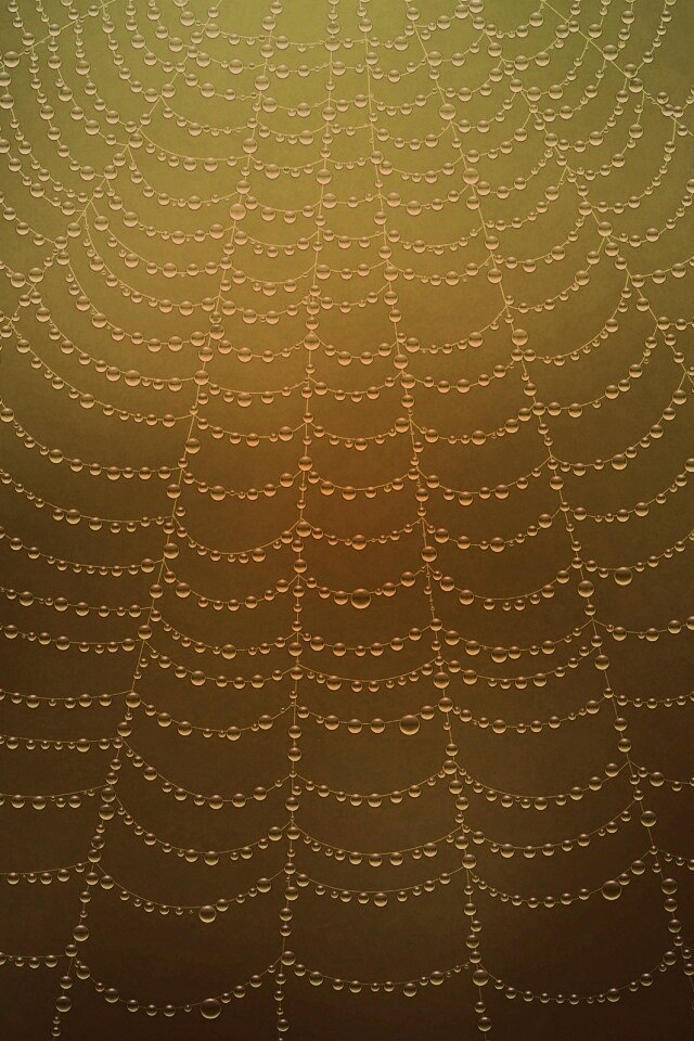 Роса на паутине обои