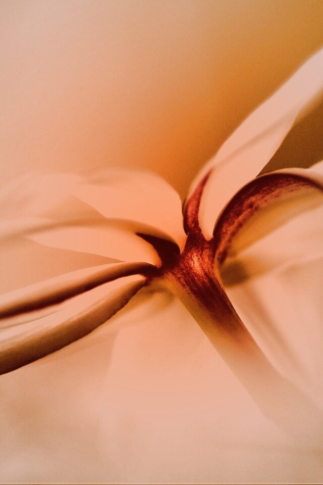 Цветок обои