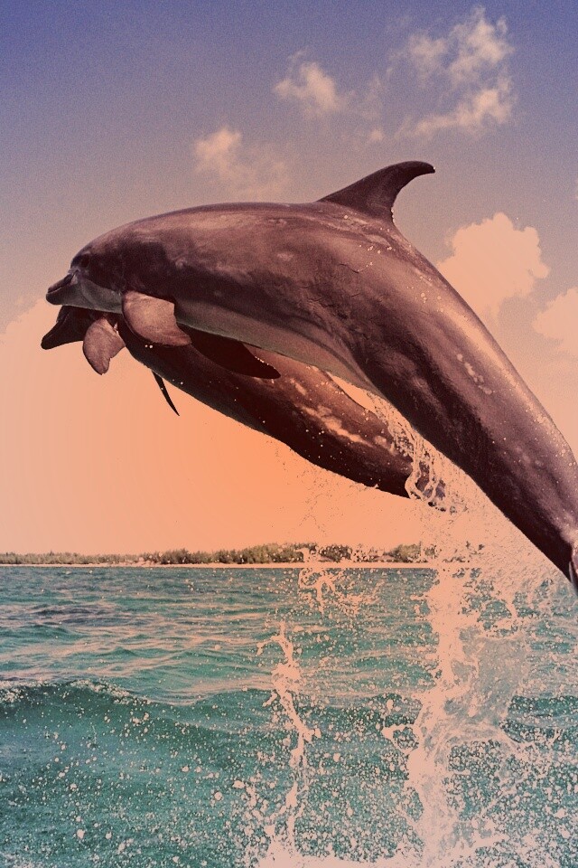 Дельфины обои