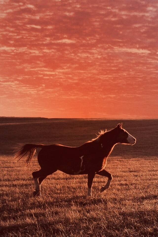 Мустанг обои