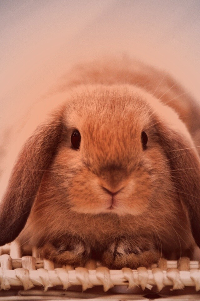Кроличек обои