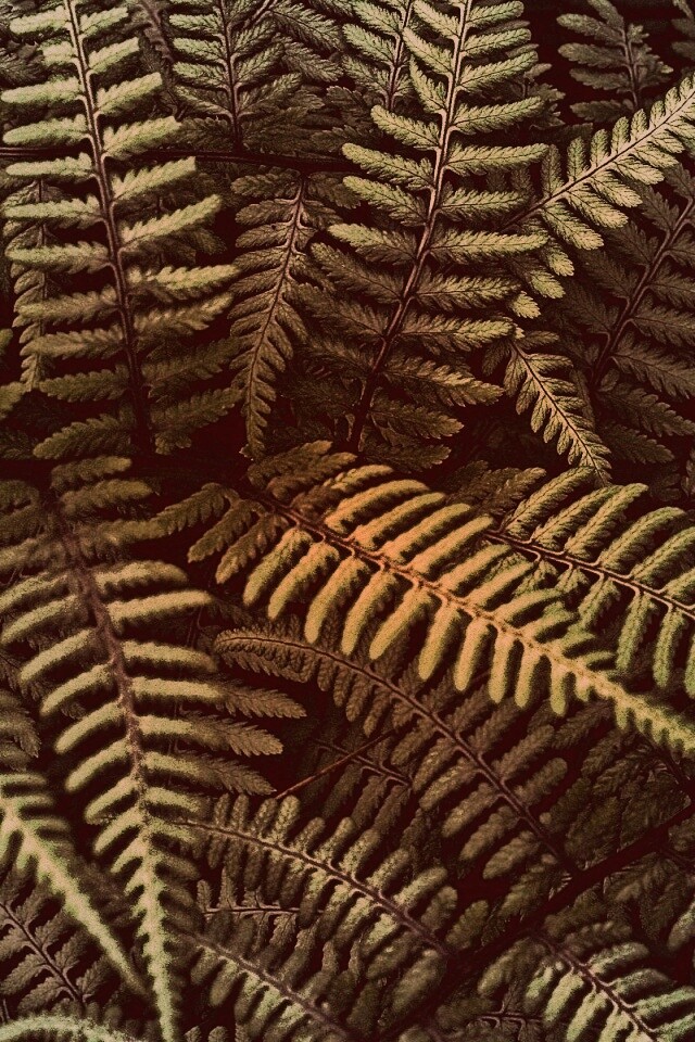 Папоротник обои