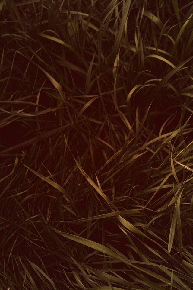 Зеленая трава обои