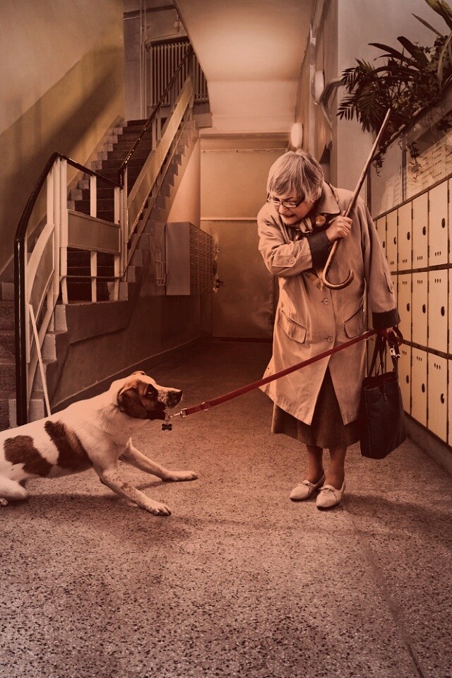 Непослушная собака обои