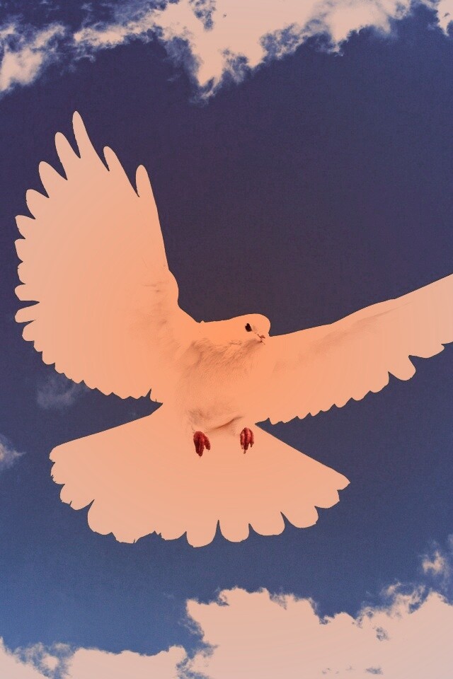 Белый голубь в небе обои