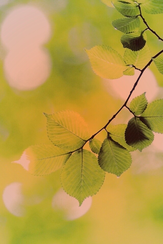 Зеленая ветка с листьями обои