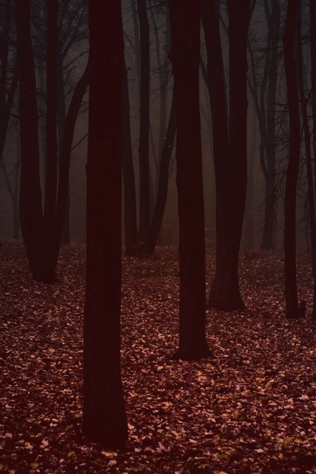 Таинственный лес обои